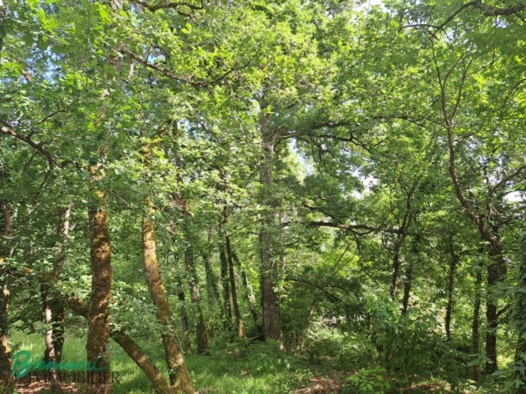 Maisons écologiques sur pilotis sur un joli jardin arboré