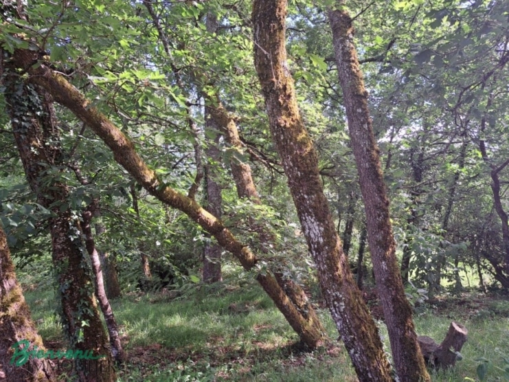 Maisons écologiques sur pilotis sur un joli jardin arboré